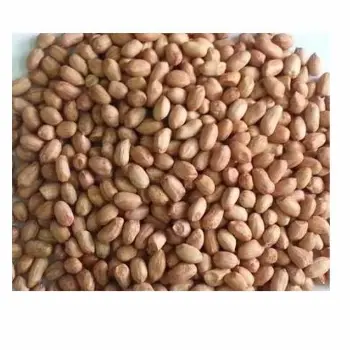 Fresh Groundnut Seeds